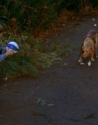 1997_-_Air_Bud_mp41242.jpg