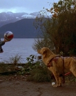 1997_-_Air_Bud_mp41276.jpg