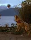 1997_-_Air_Bud_mp41277.jpg