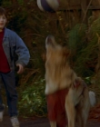 1997_-_Air_Bud_mp41316.jpg