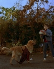 1997_-_Air_Bud_mp41323.jpg