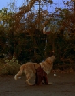 1997_-_Air_Bud_mp41324.jpg