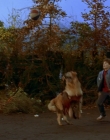 1997_-_Air_Bud_mp41326.jpg