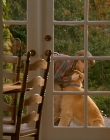 1997_-_Air_Bud_mp41917.jpg