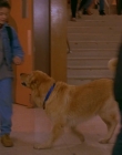 1997_-_Air_Bud_mp43107.jpg
