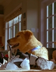1997_-_Air_Bud_mp43201.jpg