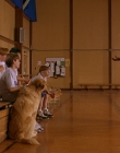 1997_-_Air_Bud_mp43261.jpg