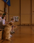 1997_-_Air_Bud_mp43263.jpg