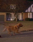 1997_-_Air_Bud_mp43664.jpg