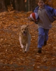1997_-_Air_Bud_mp43689.jpg
